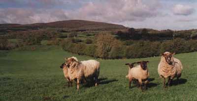 Sheep with Mullaghmeen in the background
