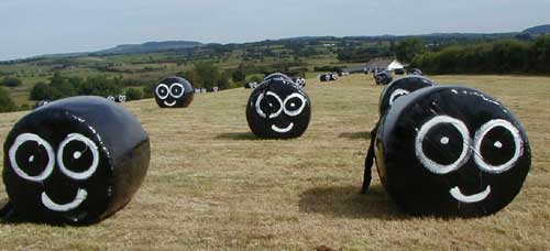 Silage Bales