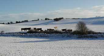Cattle in the Snow