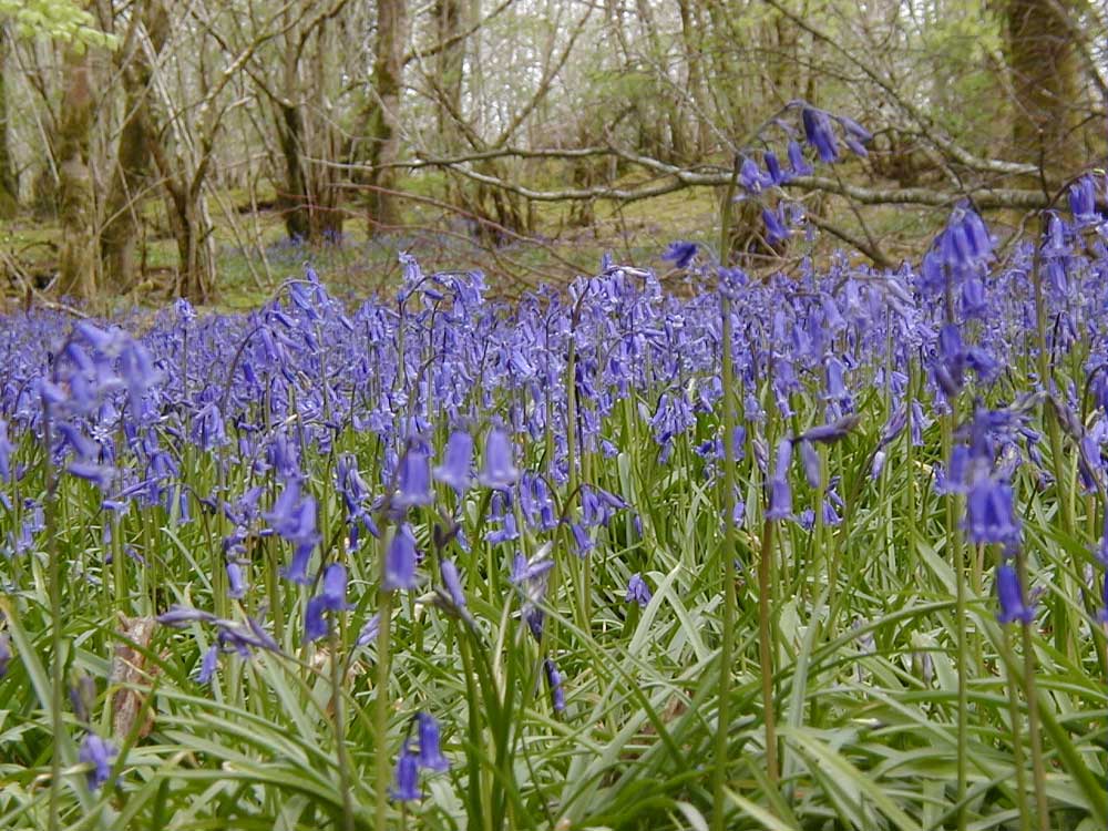 Bluebells in Mullaghmeen Forest