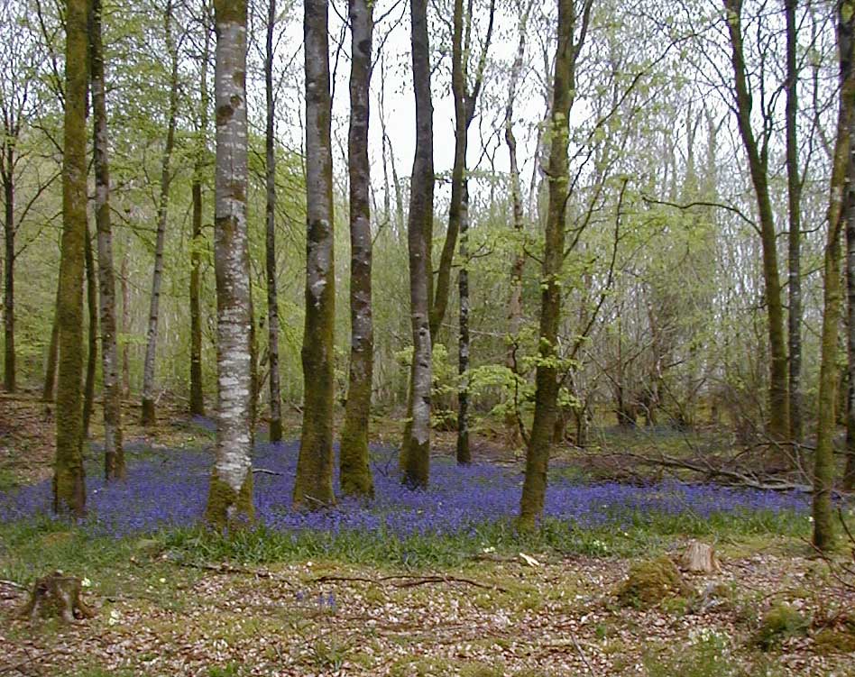 Bluebells in Mullaghmeen Forest