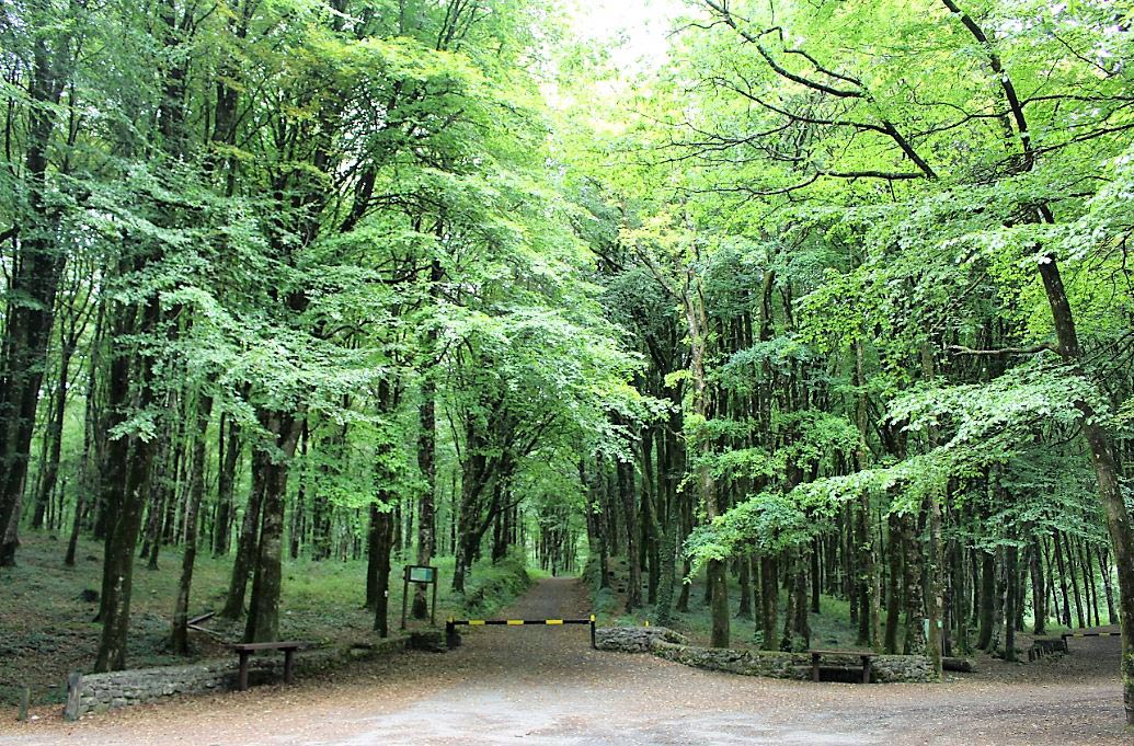Mullaghmeen Forest