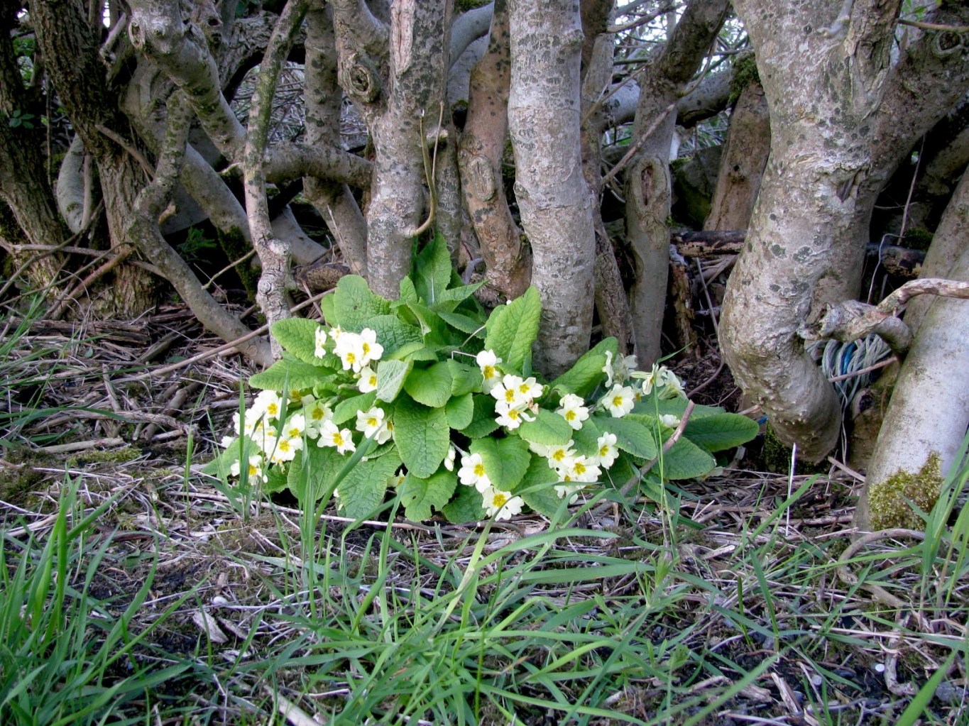 Wild flowers in the poetry of Patrick Kavanagh Ballinacree Historical