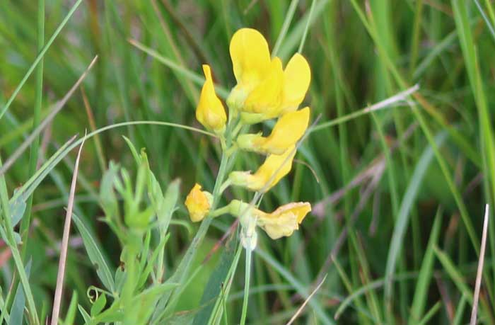 Meadow Vetch