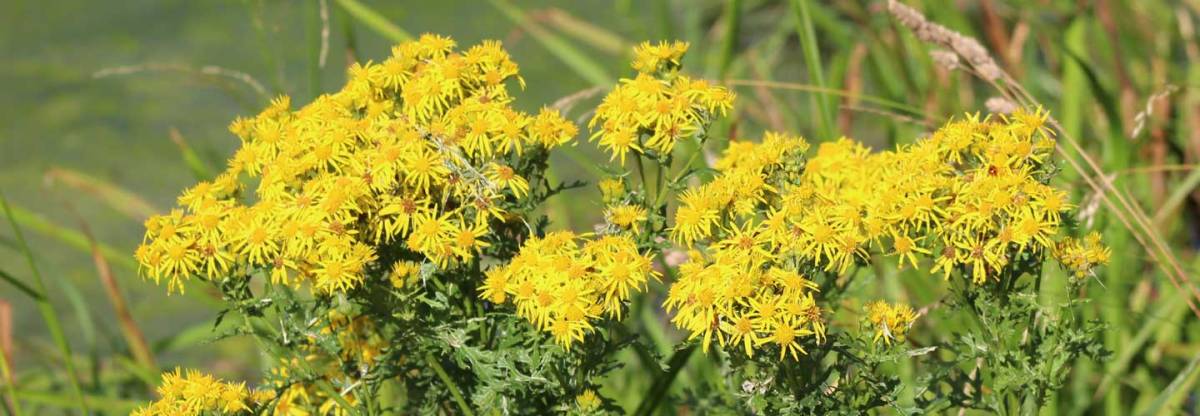 Ragwort