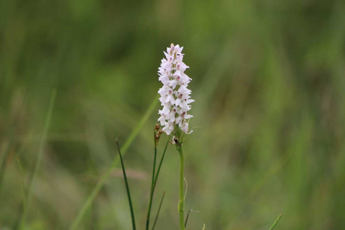 Common Spotted Orchid