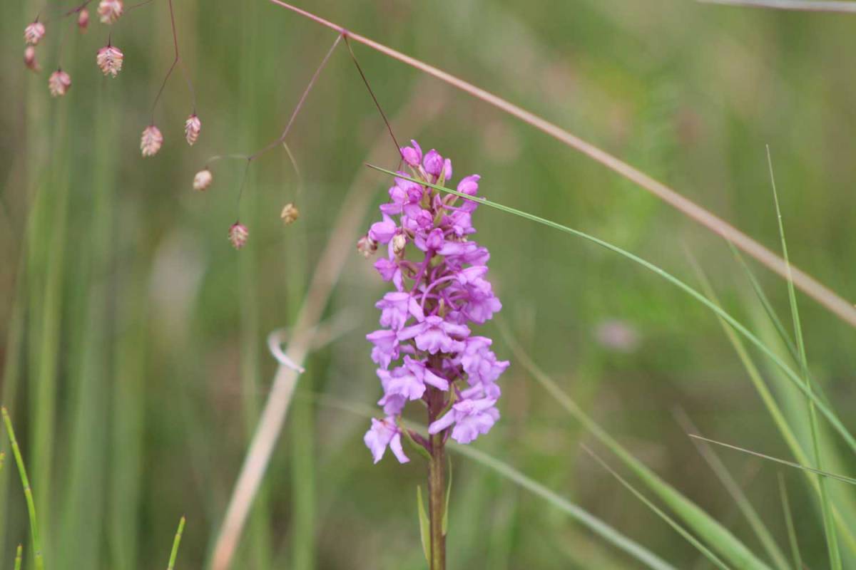 Common Spotted Orchid