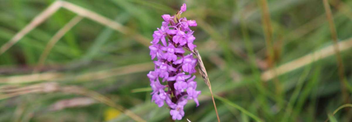 Common Spotted Orchid Header
