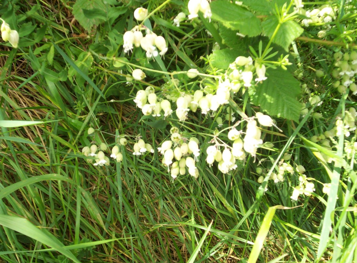 Bladder Campion