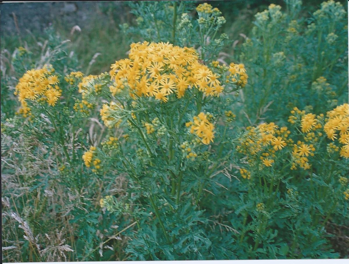 Ragwort