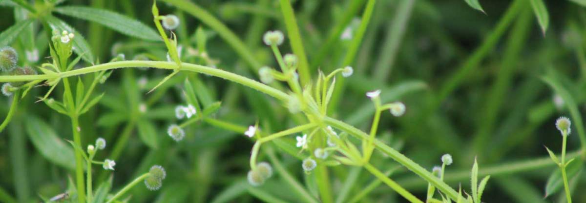 Goose Grass Header