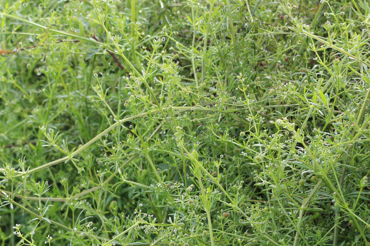 Goose Grass / Robin Run the Hedge