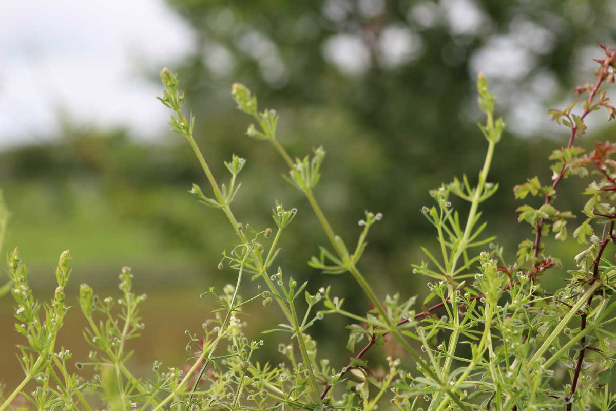 Goose Grass / Robin Run The Hedge