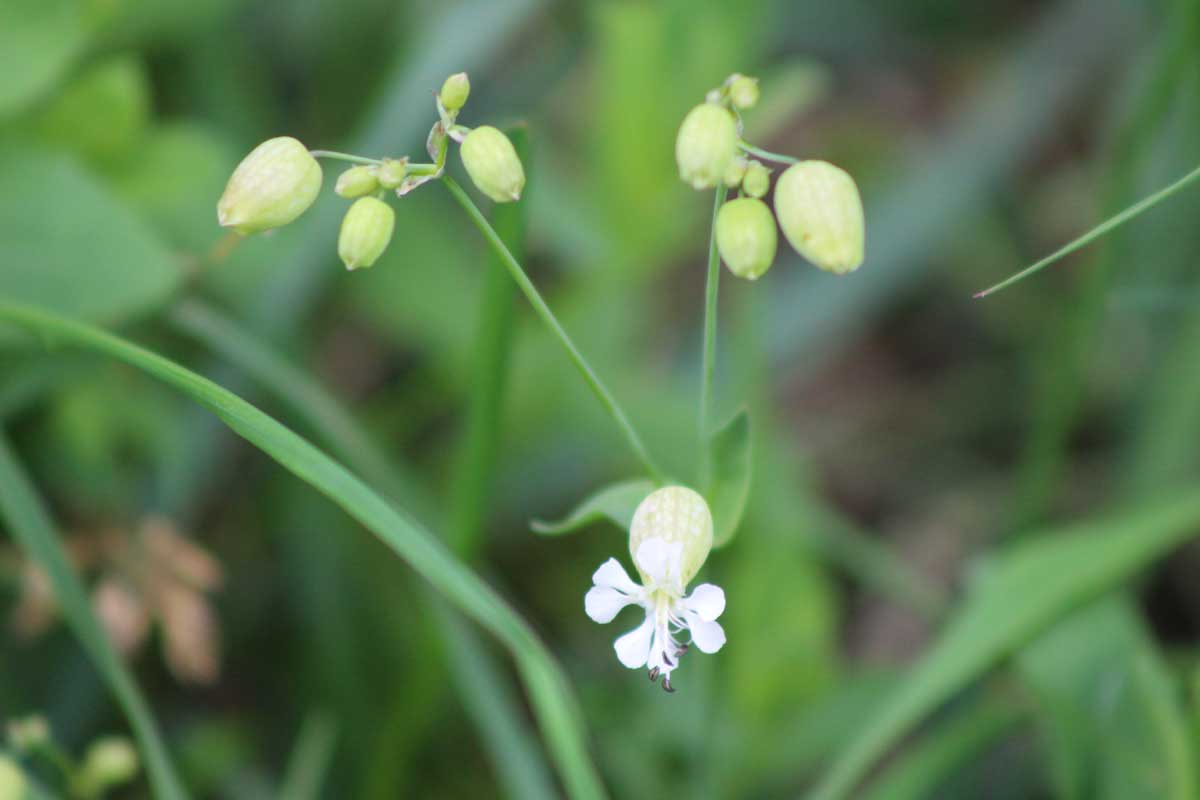 Bladder Campion